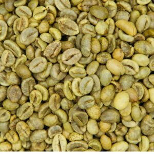 Robusta Size 16 - Wet Polished