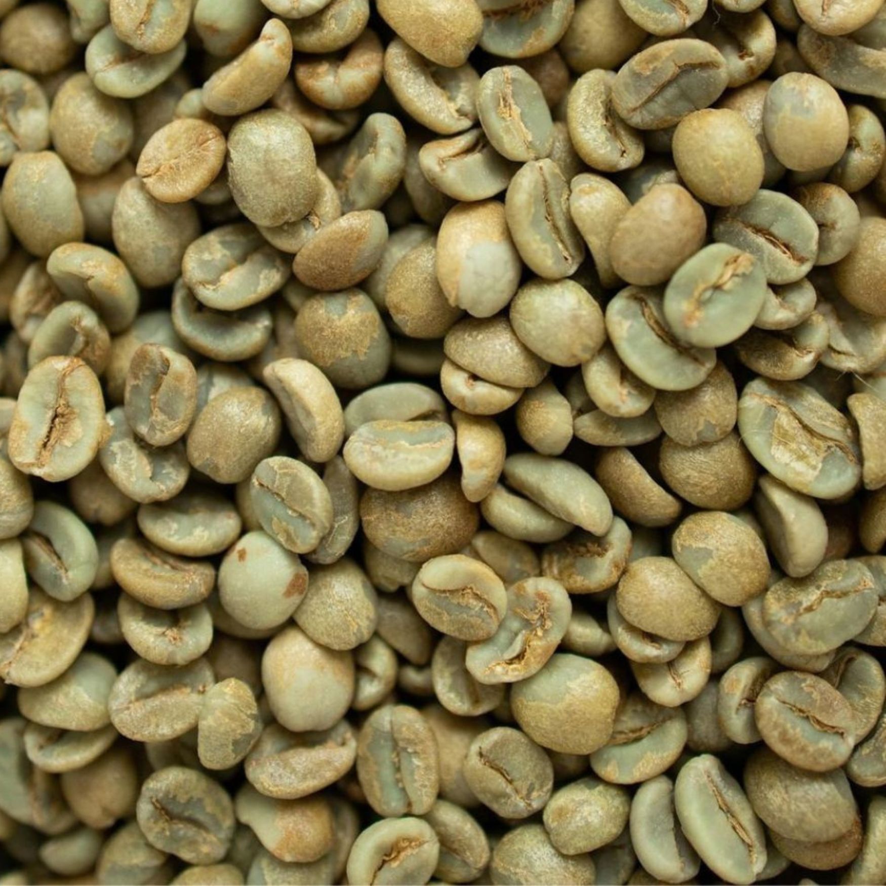 R18 WP (1) Robusta S18 Wet Polished