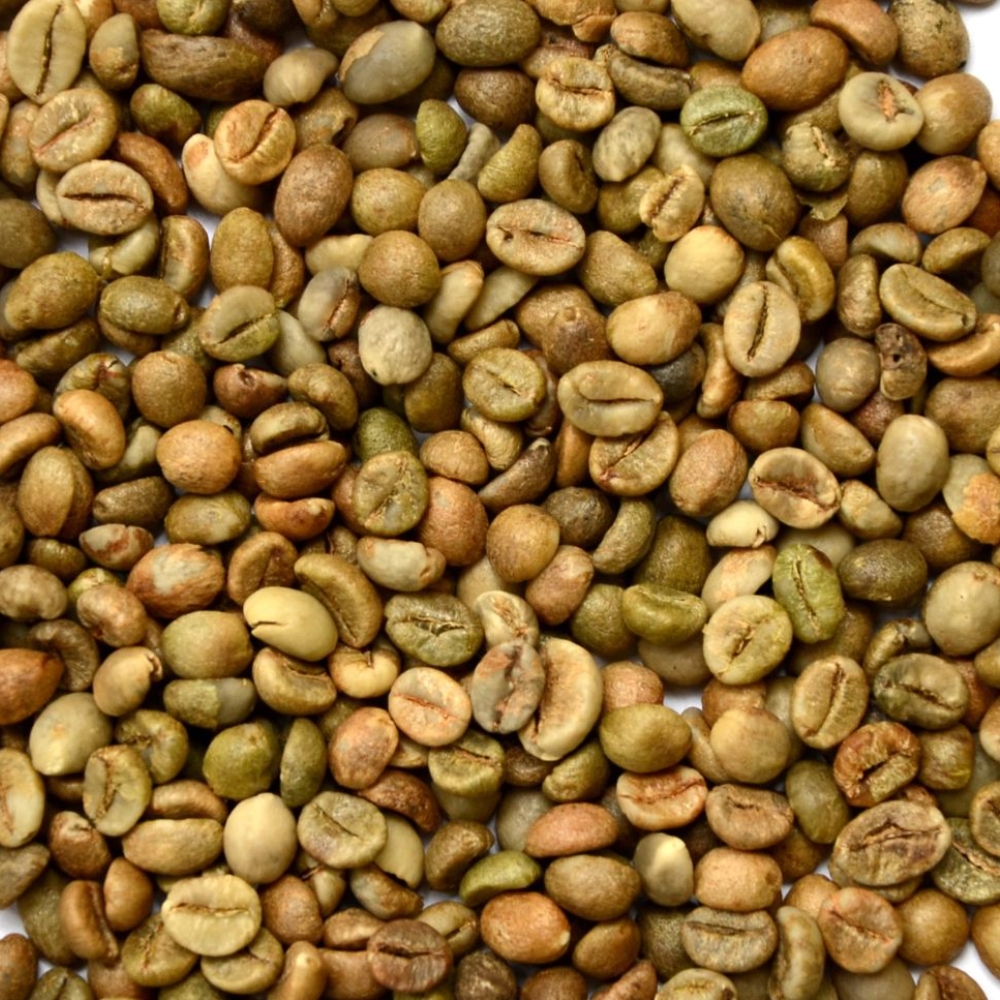 Robusta size 16 Clean Robusta size 16 Clean