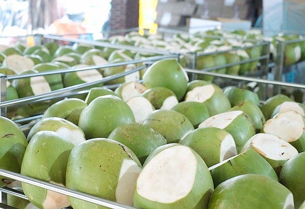 Dried Coconut Meat
